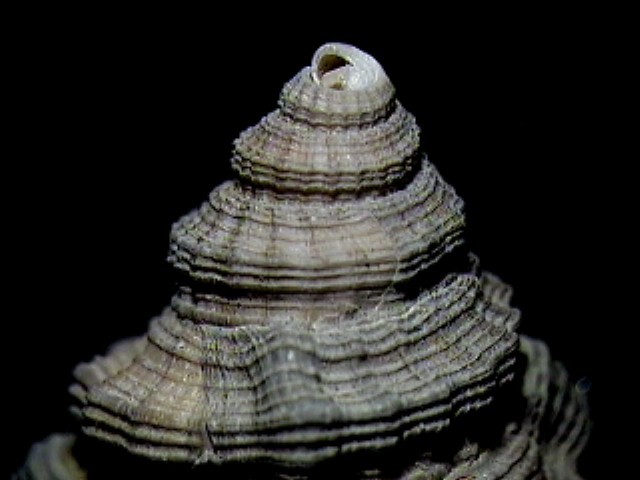 Cymatium doderleni (D''Ancona, 1872)  Pliocene - Pietrafitta